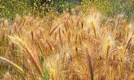 La parábola de la mala hierba entre el trigo, semilla de mostaza y levadura