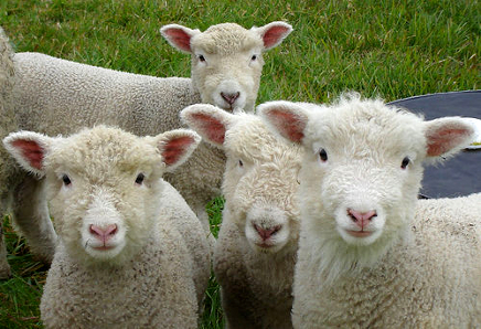 Eran como ovejas sin pastor 