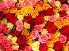 Rosas Rosas