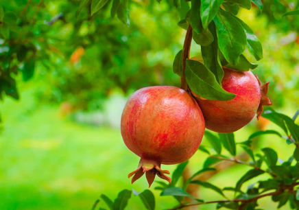 Por sus frutos los conoceréis