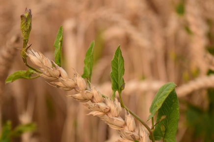 El trigo y la hierba mala