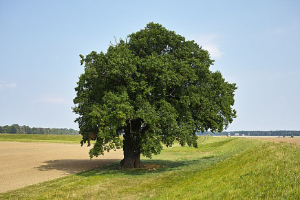 Todo árbol bueno produce frutos buenos